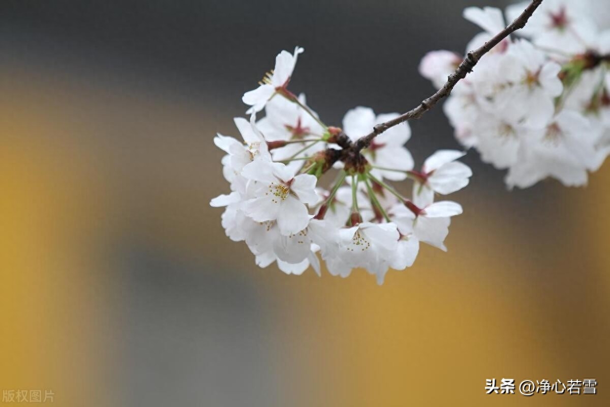 弘一法师一生简介（弘一法师：半世风流半世僧，从风流浪子到佛门一代宗师的故事）(图5)