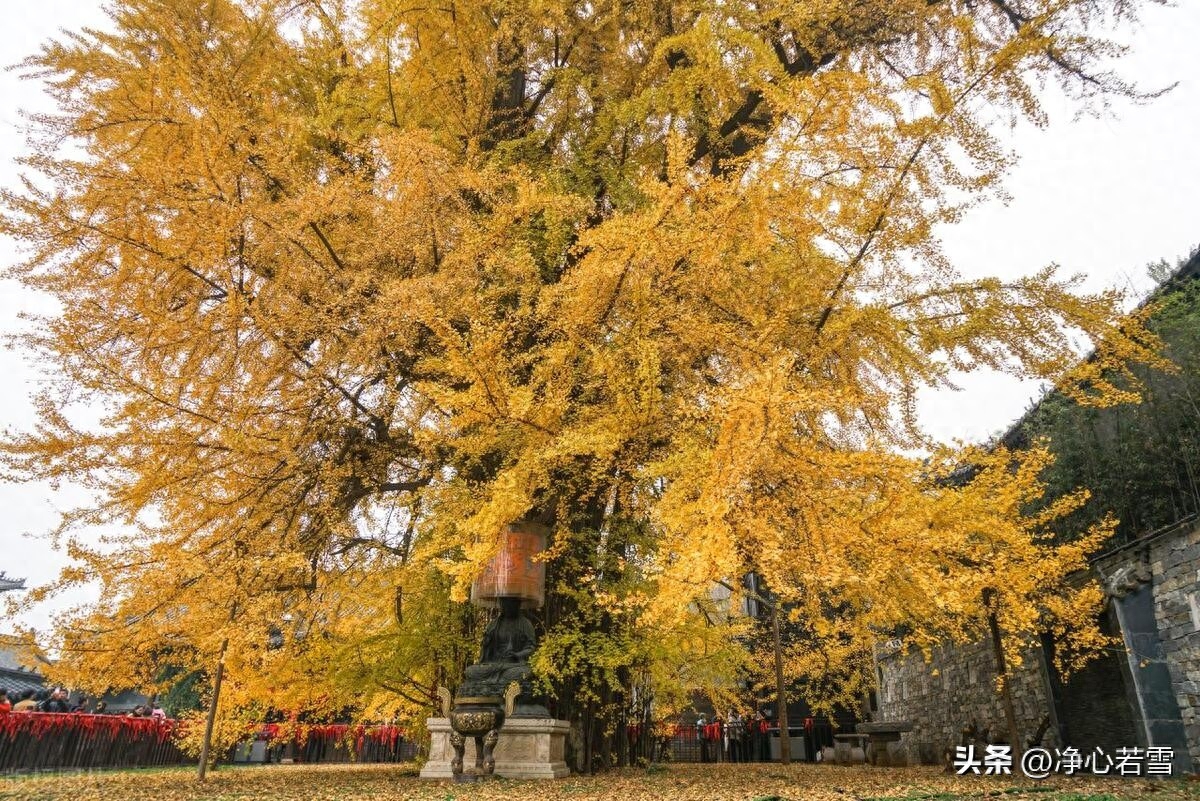 弘一法师一生简介（弘一法师：半世风流半世僧，从风流浪子到佛门一代宗师的故事）(图10)