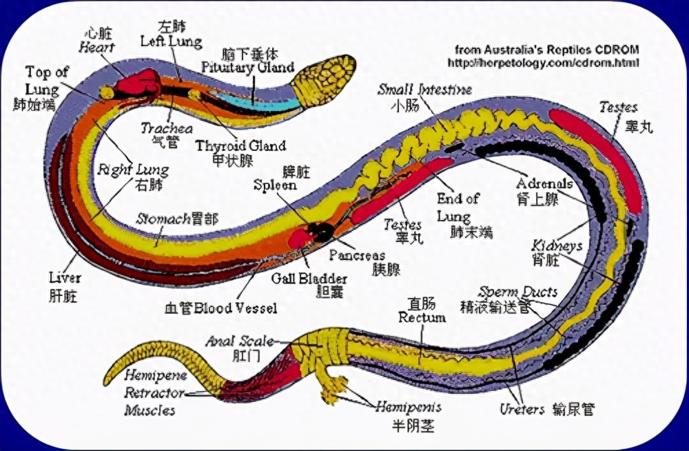 蛇的起源（蛇的祖先为何艰难进化26次，只为失去双腿？揭开蛇身上的秘密！）(图2)