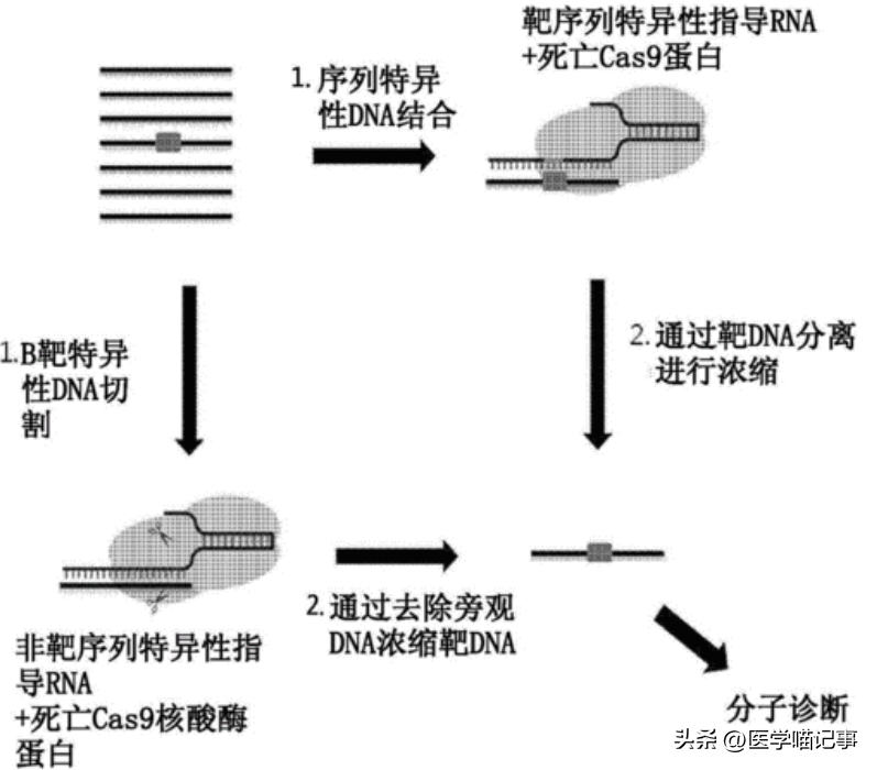 dna探针的原理（利用动力学的原理，设计无需优化实现均匀灵敏和特异性的 DNA探针）(图6)