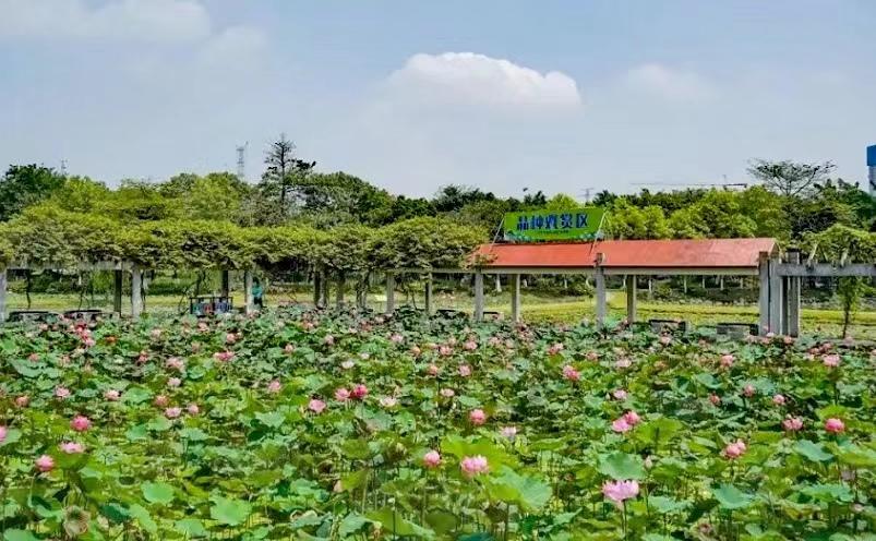 佛山旅游必去十大景点（佛山十大必玩景点，去过九处才算真正玩转佛山）(图19)