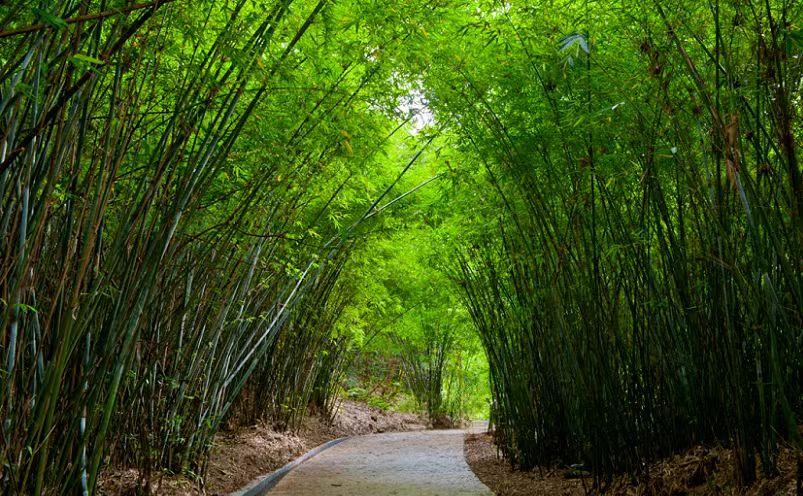 佛山旅游必去十大景点（佛山十大必玩景点，去过九处才算真正玩转佛山）(图26)