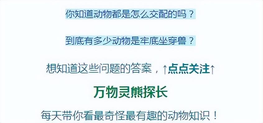 黄皮子进家什么预兆（黄皮子闯进家里怎么办？老人都说不能得罪，因为它报仇会报三代？）(图3)