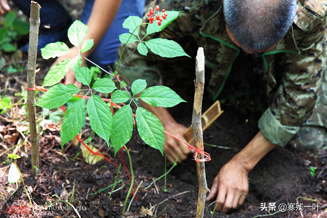 东北有三宝指哪三宝（东北三宝：人参、貂皮、乌拉草，原来它们有这么多故事，你听过吗）(图5)