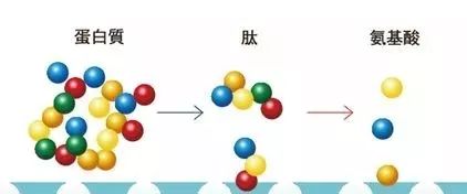 复合小分子黄金肽有什么作用（肽知识丨小分子肽对青年人的作用）(图6)