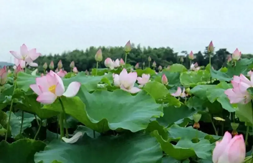 怎样提高学生的学习兴趣（如何提高学生学习兴趣？）(图1)