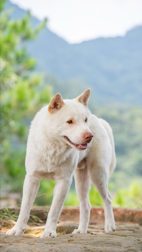 腊肠犬多少钱（寿命长的7种狗，每只都是“长寿汪”，能陪你很久）(图4)