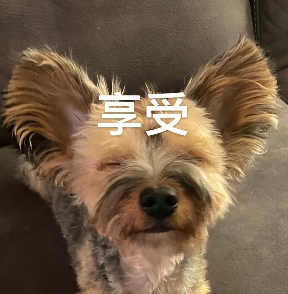 腊肠犬多少钱（寿命长的7种狗，每只都是“长寿汪”，能陪你很久）(图3)